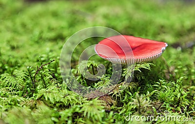 Little red agaric, amanita muscaria Stock Photo