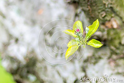 Little red apple tree bud on spring morning Stock Photo