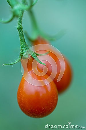 Little red cherry tomatoes Stock Photo