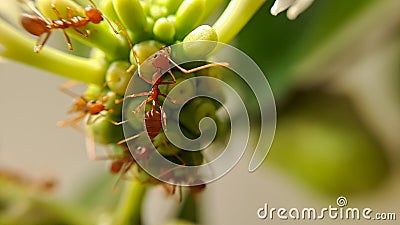 Little Red Fire Ant Stock Photo
