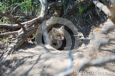 Little red fox in the hole Stock Photo