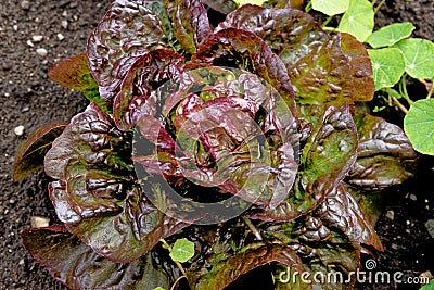 Little Red Gem Romaine Lettuce in a garden Stock Photo