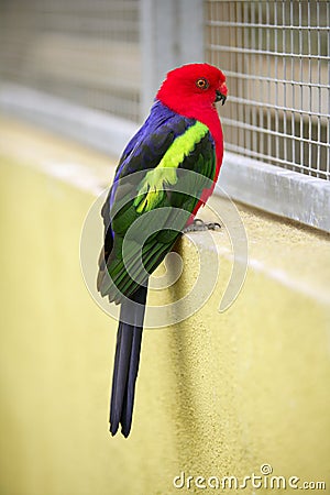 Little red head parrot psitacids Stock Photo