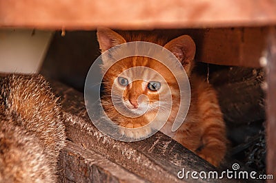 Little red kitten hides under the logs. Homeless cats. Stray cat Stock Photo