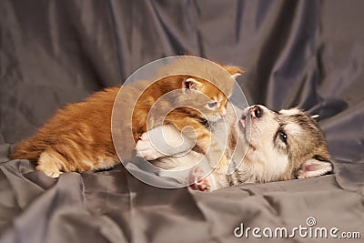 Little red kitten Maine Coon lies on a cute puppy Malamute, on a gray background Stock Photo