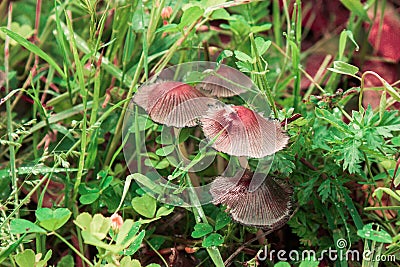 Little red mushrooms on grass Stock Photo