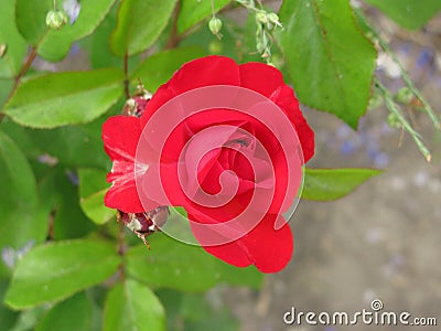 Little red rose Stock Photo