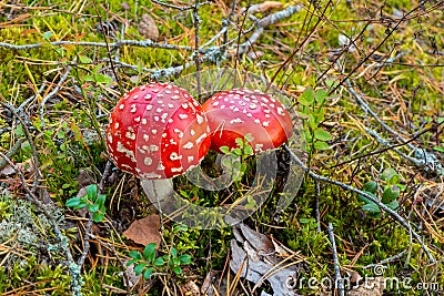 Little Red toadstool. mushroom in woods. Stock Photo