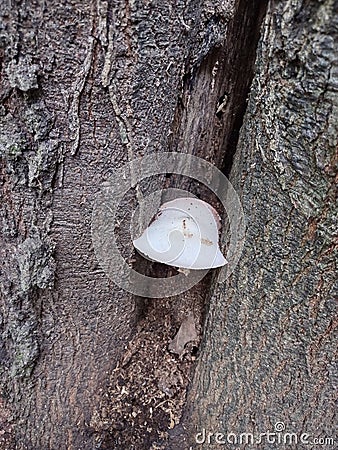 Little resilient tree mushroom Stock Photo