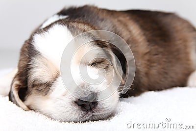 Little resting puppy Stock Photo