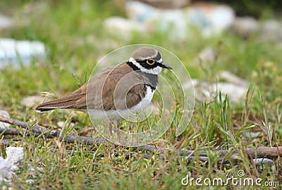 Little ringed plover Stock Photo