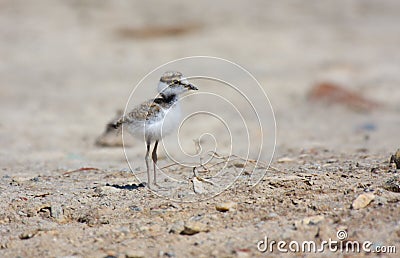 Little ringed plover Stock Photo