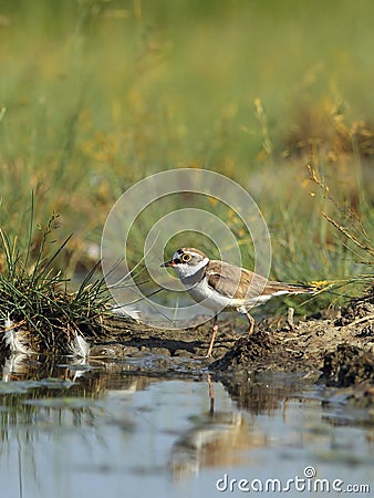 Little Ringed Plover Stock Photo