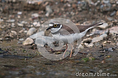 Little Ringed plover Stock Photo