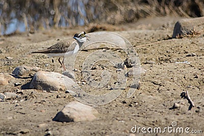 Little Ringed Plover calling Stock Photo