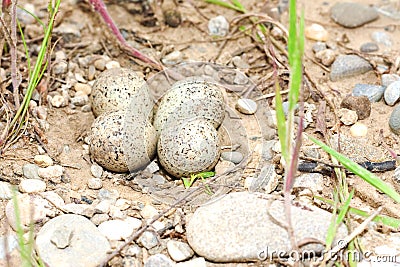 Little ringed plover ( Charadrius dubius ) Stock Photo