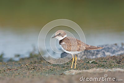 Little ringed plover ( Charadrius dubius ) Stock Photo