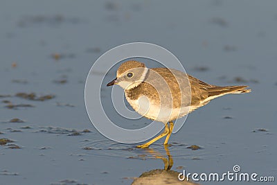 Little ringed plover ( Charadrius dubius ) Stock Photo