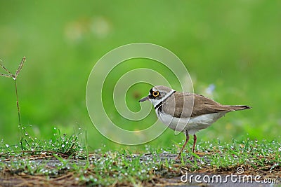 Little Ringed Plover (Charadrius dubius) Stock Photo