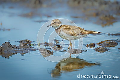 Little Ringed Plover Stock Photo