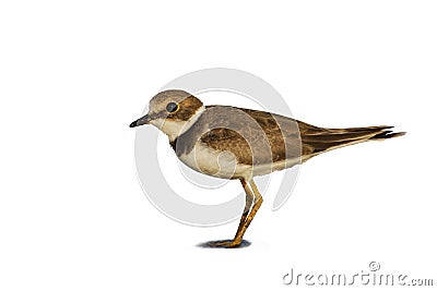 Little ringed plover ( Charadrius dubius ). Stock Photo