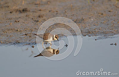 Little Ringed Plover (Charadrius dubius) Mirror Image Stock Photo