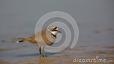 Little Ringed Plover Stock Photo