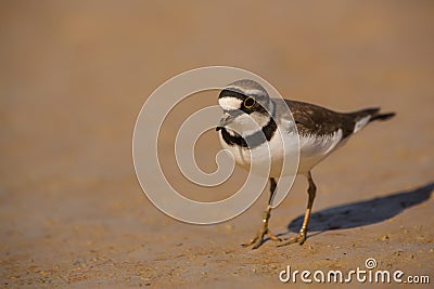 Little Ringed Plover Stock Photo