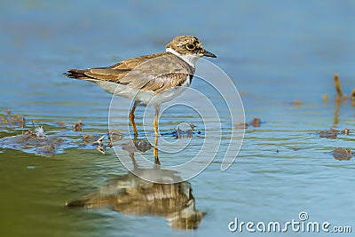 Little Ringed Plover Stock Photo