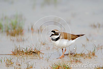 Little Ringed Plover (Charadrius dubius) Stock Photo