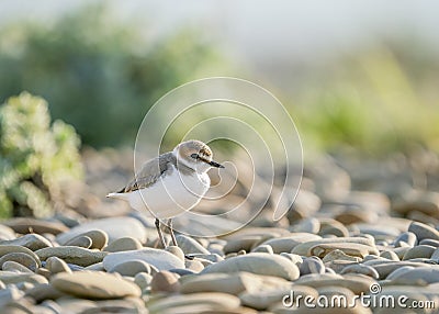 Little ringed plover (Charadrius dubius) is a small plover of the Charadriidae family. Stock Photo