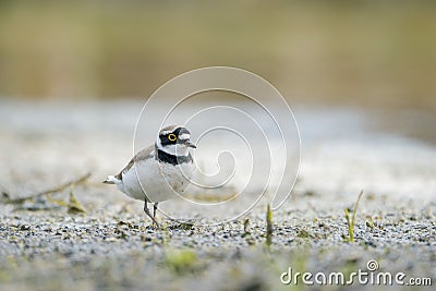 Little ringed plover (Charadrius dubius) is a small plover of the Charadriidae family. Stock Photo