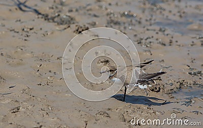 Little Ringed Plover Stock Photo