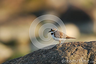 Little ringed plover Stock Photo