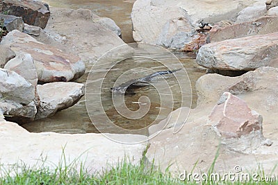 Little Rock Zoo - Mr. Otter-Man Stock Photo