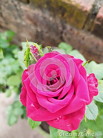 Little rose with buds in a home garden Stock Photo