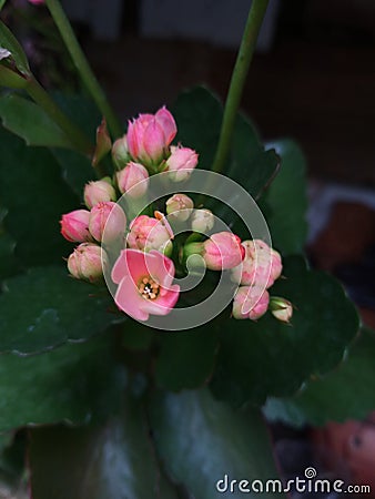 Little Rose Flowers bouquet in nature Stock Photo