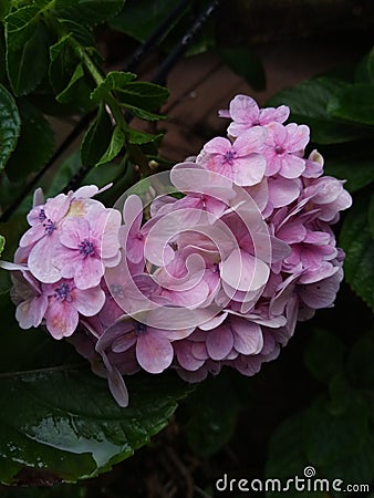 Little rose Flowers buquet lovely Stock Photo