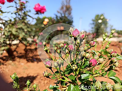 The little rose in garden Stock Photo