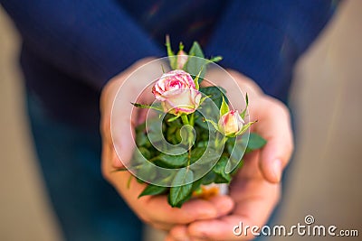 Little rose in hands as a gift, the concept of romantic relationships Stock Photo