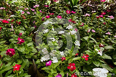 Little Rose Plant growing on a big nursery garden Stock Photo