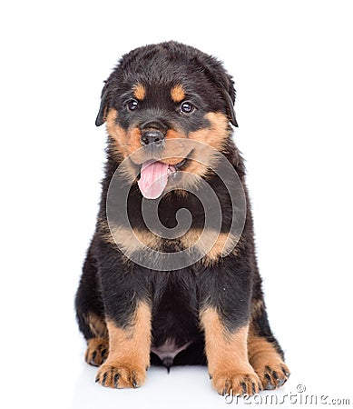 Little rottweiler puppy sitting in front view. Isolated on white Stock Photo