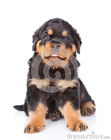 Little rottweiler puppy sitting in front view. on white Stock Photo