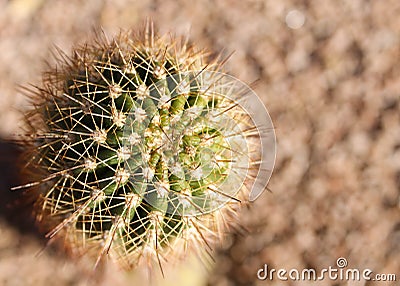 Little round cactus Stock Photo