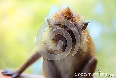 Little Sad Monkey Stock Photo