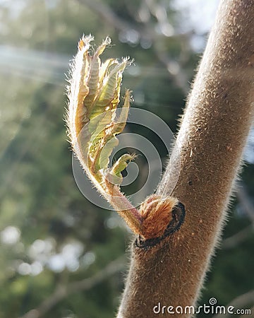 Little sapling Editorial Stock Photo