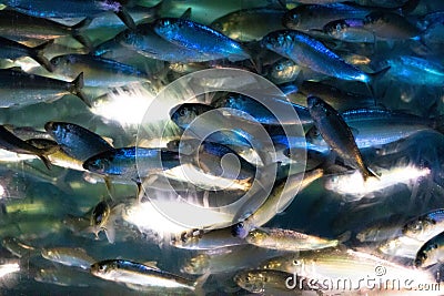 Little sardines swimming by in a school Stock Photo