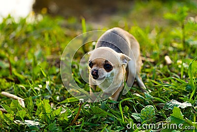 Little scared chihuahua dog Stock Photo