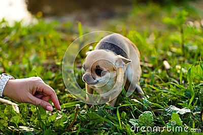 Little scared chihuahua dog Stock Photo