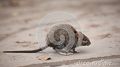 Little scared dirty gray mouse Stock Photo